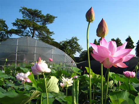 蓮花種植水深|花卉